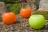 Gartenkerze Outdoorkerze Kugel Romantik 15cm orange