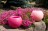 Gartenkerze Outdoorkerze Kugel Romantik 15cm rosa