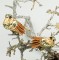 1 Paar Paillettenvogel Gold mit Metallclips 7cm