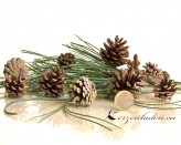 10 echte Kiefern Zapfen Pinus Silvestris Handauslese - klein